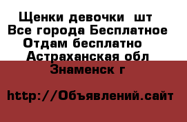 Щенки девочки 4шт - Все города Бесплатное » Отдам бесплатно   . Астраханская обл.,Знаменск г.